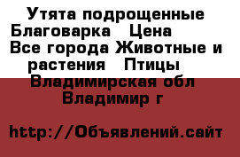 Утята подрощенные Благоварка › Цена ­ 100 - Все города Животные и растения » Птицы   . Владимирская обл.,Владимир г.
